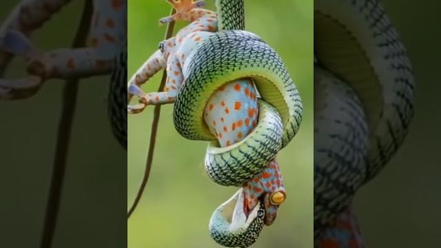 Snake eating #shorts #viralvideo #viralreels Snake eating #shorts #viralvideo #viralreels
