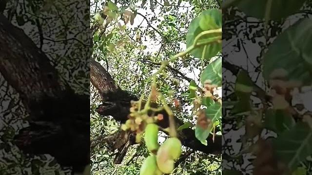 Cashew tree #tree #cashew Cashew tree #tree #cashew