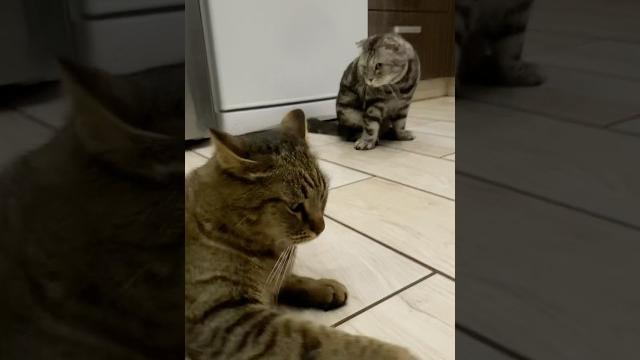 Обиделись #youtube #cat #веселыекоты Обиделись #youtube #cat #веселыекоты