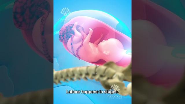 What really happens during normal delivery #pregnancy #viralvideo - creativelearning3d What really happens during normal delivery #pregnancy #viralvideo - creativelearning3d