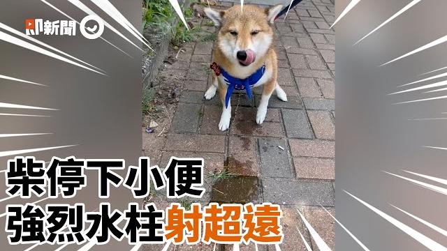 柴犬蹲下小便射程超遠!強烈水柱灑整攤 網:膀胱有加壓馬達|寵物|狗|尿尿|水箭龜|精選影片 柴犬蹲下小便射程超遠!強烈水柱灑整攤 網:膀胱有加壓馬達|寵物|狗|尿尿|水箭龜|精選影片