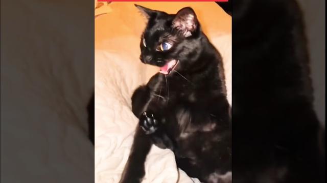 Милые видео с котиками 2 #cats #собака #прикольныекоты #funnycats #веселыекоты #cat #юмор #cat #dog Милые видео с котиками 2 #cats #собака #прикольныекоты #funnycats #веселыекоты #cat #юмор #cat #dog