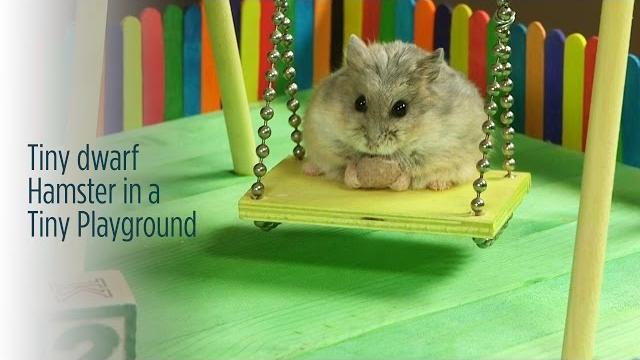 Tiny dwarf hamster in a tiny playground Tiny dwarf hamster in a tiny playground
