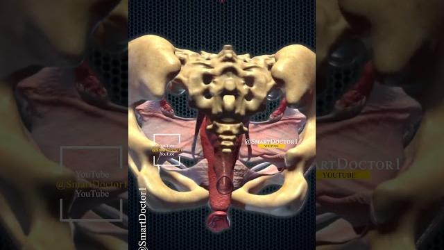 The female repr0-ductive system like you've never seen it before. ️ The female repr0-ductive system like you've never seen it before. ️