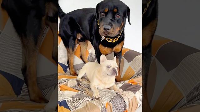 一坨误打豆腐,大哥教育一坨 #罗威纳 #罗威纳护卫犬 #一坨 #rottweiler #pets #老友狗狗 #萌宠 #法斗 #frenchie #向威和一坨 #搞笑#funny #trending 一坨误打豆腐,大哥教育一坨 #罗威纳 #罗威纳护卫犬 #一坨 #rottweiler #pets #老友狗狗 #萌宠 #法斗 #frenchie #向威和一坨 #搞笑#funny #trending