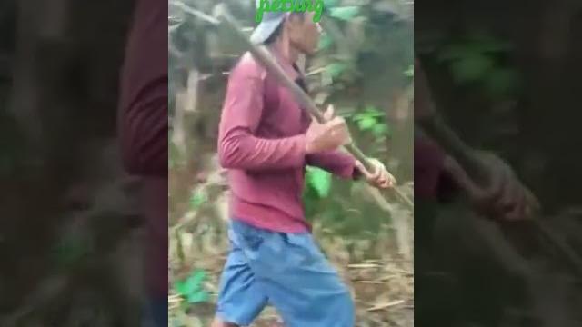Potong bambu manual Potong bambu manual