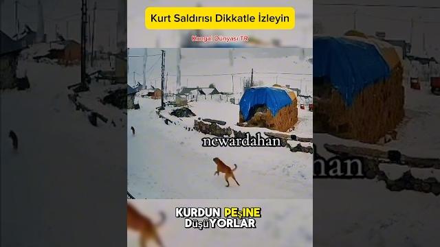 Kurt saldırısı bu defa köpekler zalım çıktı! #shorts Kurt saldırısı bu defa köpekler zalım çıktı! #shorts