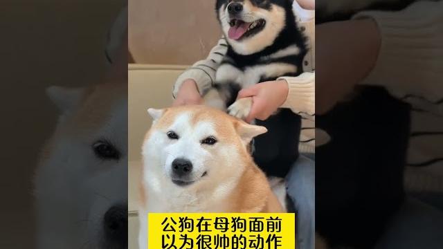 公狗在母狗面前自以为很帅的动作 柴犬柴犬金十月 公狗在母狗面前自以为很帅的动作 柴犬柴犬金十月