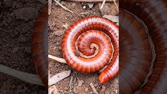 Horror! red millipede - short video #snailhunter Horror! red millipede - short video #snailhunter
