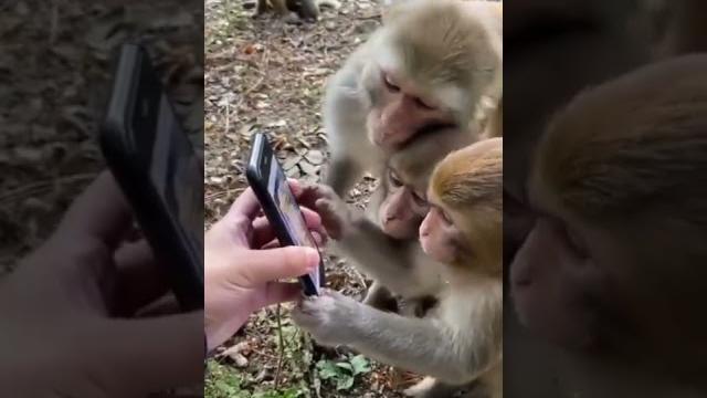 Viral video | monkeys scroll through social media like an everyday activity | #trending Viral video | monkeys scroll through social media like an everyday activity | #trending