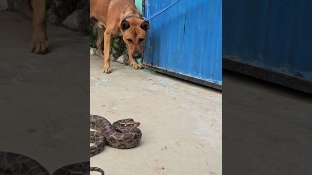 "dog vs. snake! surprise moment | see what happens!" #animallife #snake #snakeresque #dogs #shorts "dog vs. snake! surprise moment | see what happens!" #animallife #snake #snakeresque #dogs #shorts