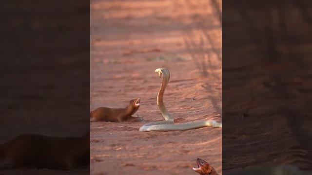 Mongoose vs cape cobra Mongoose vs cape cobra