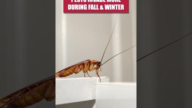 Quick guide to getting rid of roaches this fall! Quick guide to getting rid of roaches this fall!