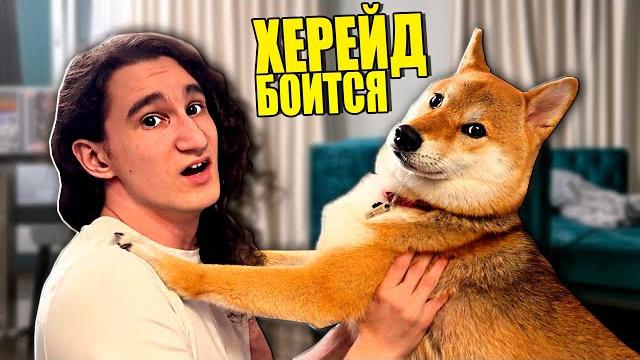Херейд боится моей собаки! Херейд боится моей собаки!