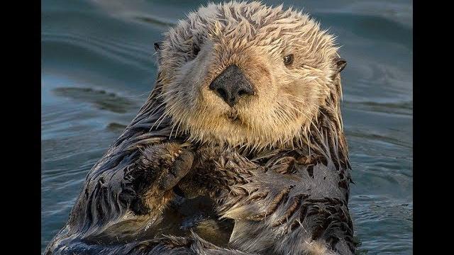 Facts: the sea otter Facts: the sea otter