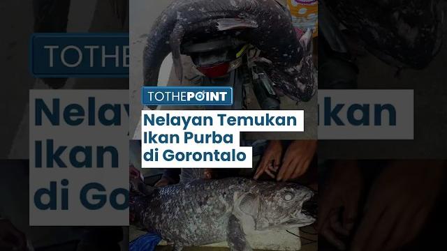 Nelayan temukan ikan purba yang ada sejak 400 tahun di gorontalo, menarik perhatian peneliti as Nelayan temukan ikan purba yang ada sejak 400 tahun di gorontalo, menarik perhatian peneliti as