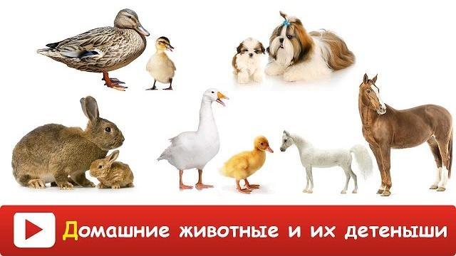 Домашние животные и их дети - как говорят животные - развивающее видео домашние животные для детей Домашние животные и их дети - как говорят животные - развивающее видео домашние животные для детей