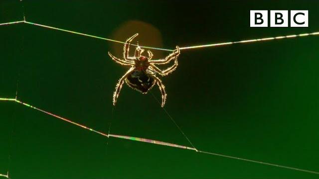 Amazing spider baffles scientists with huge web | the hunt - bbc Amazing spider baffles scientists with huge web | the hunt - bbc