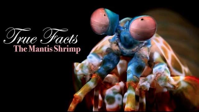 True facts about the mantis shrimp True facts about the mantis shrimp