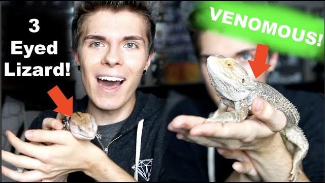 5 crazy reptile facts! | emzotic collab 5 crazy reptile facts! | emzotic collab