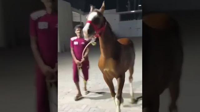 #arainframhouse #shook #sultaninmood #horselover #animallovers #dera #foryoupage #foryou #viral #arainframhouse #shook #sultaninmood #horselover #animallovers #dera #foryoupage #foryou #viral