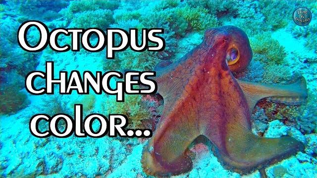 Octopus camouflage | changes color, texture and shape Octopus camouflage | changes color, texture and shape