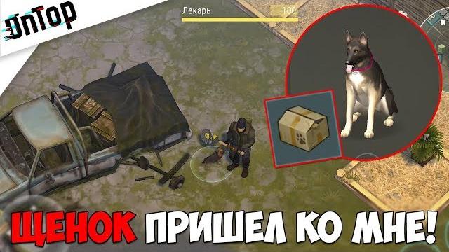 Щенок прибежал ко мне на базу!! где найти много щенков бесплатно!? | last day on earth: survival Щенок прибежал ко мне на базу!! где найти много щенков бесплатно!? | last day on earth: survival