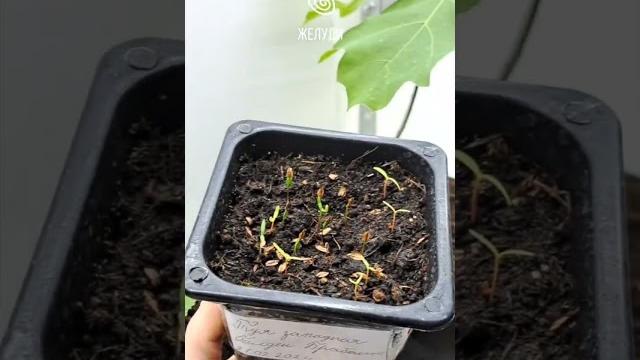 Живая изгородь из туи по цене пакетика семян! Живая изгородь из туи по цене пакетика семян!