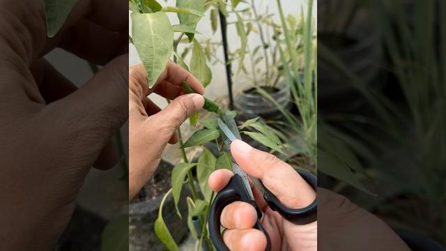 Harvest cook eat #backyardgarden #backyardgardening #vegetablegarden #sweetbasil #basil #porkdish Harvest cook eat #backyardgarden #backyardgardening #vegetablegarden #sweetbasil #basil #porkdish