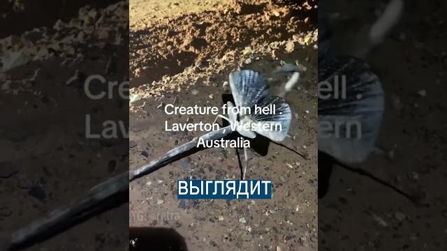 В австралии нашли существо из ада - неизвестное насекомое В австралии нашли существо из ада - неизвестное насекомое