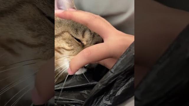 怪不得嘴里这么臭 #我和我的猫 #养猫的应该都懂吧 怪不得嘴里这么臭 #我和我的猫 #养猫的应该都懂吧