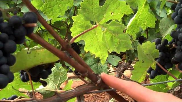 Structure of spur and cane pruned grapevines Structure of spur and cane pruned grapevines