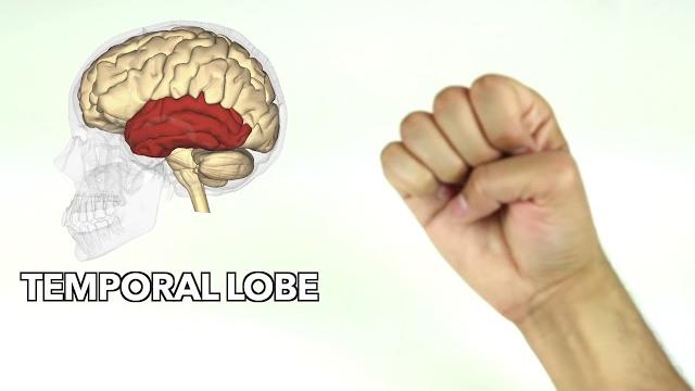 How to learn major parts of the brain quickly How to learn major parts of the brain quickly
