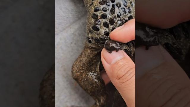 Pipa pipa toad gives birth from their back! (trypophobia warning ️) #pipapipa #surinamtoad Pipa pipa toad gives birth from their back! (trypophobia warning ️) #pipapipa #surinamtoad
