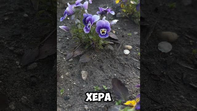 Очень милые цветочки, не правда ли? Очень милые цветочки, не правда ли?