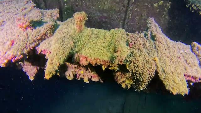 Ss lina wreck Ss lina wreck