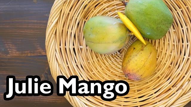 Truly tropical mango varieties- ‘julie’ Truly tropical mango varieties- ‘julie’