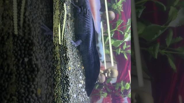 Yellow, pink, black the common colour of axolotl Yellow, pink, black the common colour of axolotl