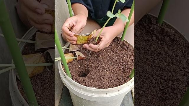 Menanam timun di ember bekas Menanam timun di ember bekas