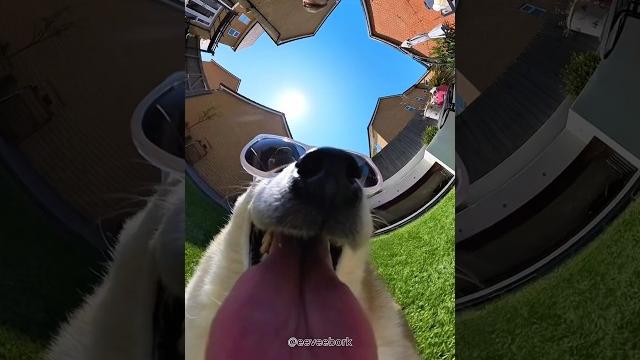 Popipo (behind the scenes) #cutenessoverload Popipo (behind the scenes) #cutenessoverload