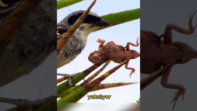 Çölde gizemli bir avcı! ️ Çölde gizemli bir avcı! ️