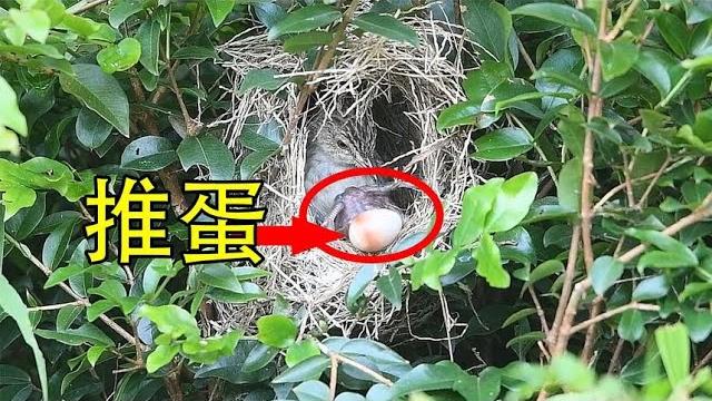 你目睹过杜鹃鸟推蛋吗?当着鸟妈妈的面推蛋 你目睹过杜鹃鸟推蛋吗?当着鸟妈妈的面推蛋