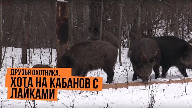 Охота на кабанов с лайками \ друзья охотника Охота на кабанов с лайками \ друзья охотника