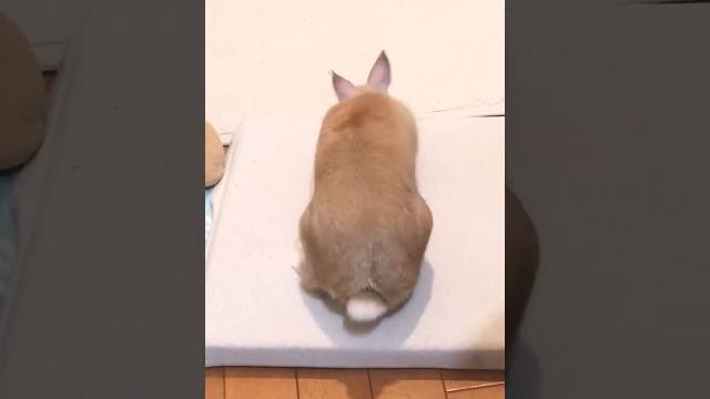 Rabbit lying down #short #shorts #rabbit #bunny #animal #animals #viralvideo #viral #pet #cute #baby Rabbit lying down #short #shorts #rabbit #bunny #animal #animals #viralvideo #viral #pet #cute #baby