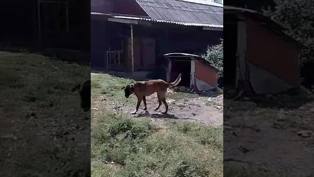 Dişi panter kanqal satılır 0552126474 Dişi panter kanqal satılır 0552126474