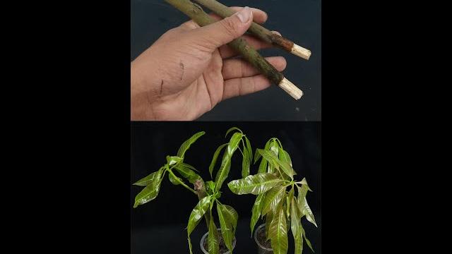 How to grow mango tree from cuttings#shorts How to grow mango tree from cuttings#shorts
