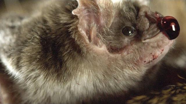 How vampire bats suck blood for 30 minutes unnoticed How vampire bats suck blood for 30 minutes unnoticed