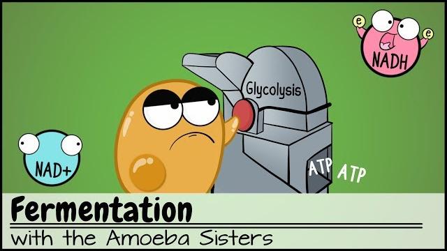 Fermentation Fermentation