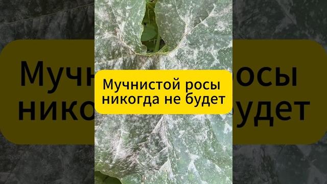 Мучнистой росы никогда не будет #дача #огород #сад #лайфхак #огурцы #подкормка #мучнистаяроса Мучнистой росы никогда не будет #дача #огород #сад #лайфхак #огурцы #подкормка #мучнистаяроса
