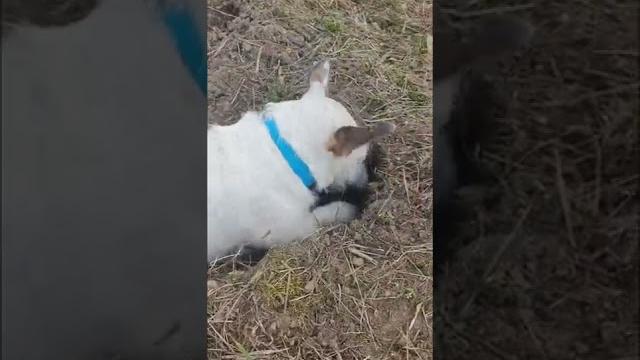 Джек рассел терьер "охотничий инстинкт "jack russell terrier "hunting instinct" #shorts #dog Джек рассел терьер "охотничий инстинкт "jack russell terrier "hunting instinct" #shorts #dog